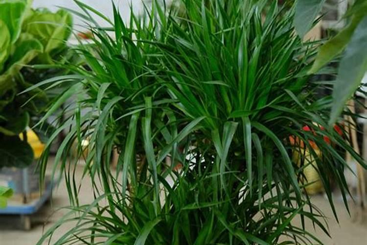 一秒人冬,我的菠萝蜜怎么过冬