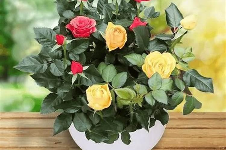 玫瑰花施肥施什么肥料,施肥太多了怎么办