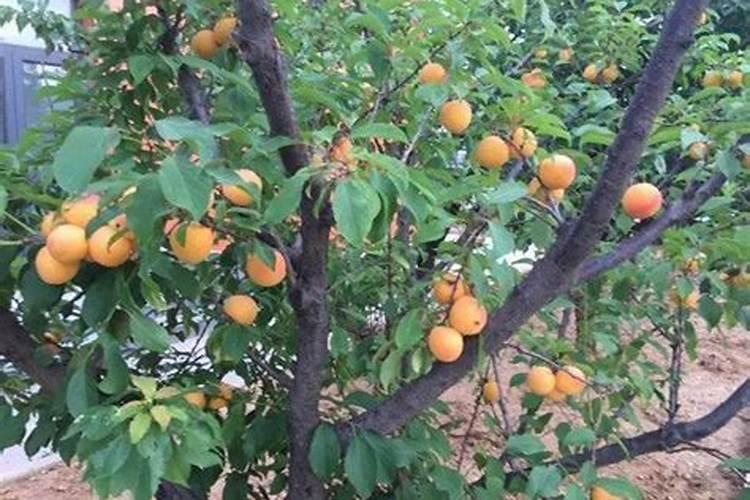 杏树几月施肥师什么肥最好