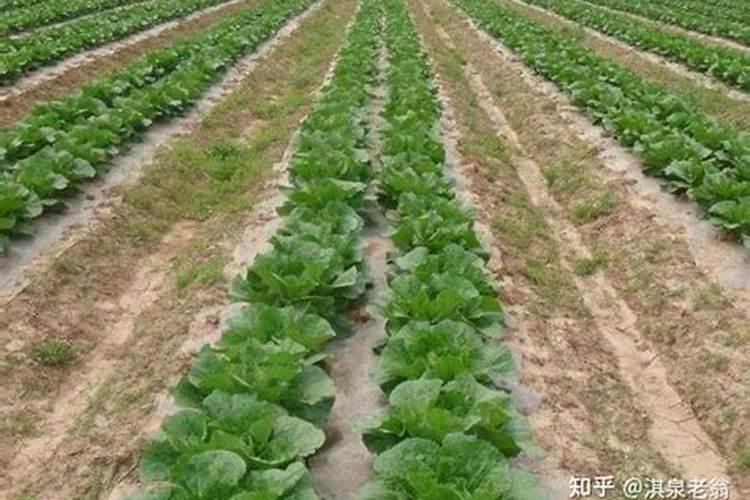 种白菜如何施肥
