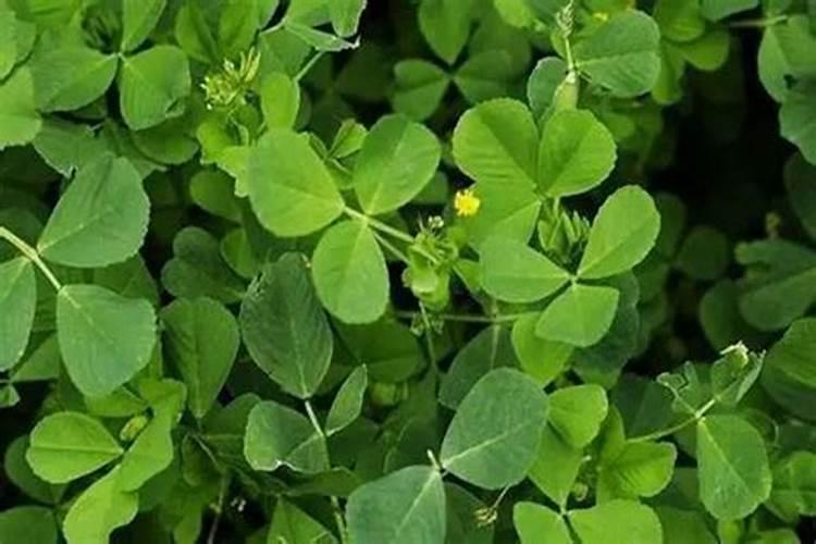 君子兰肥料能用到别的花上吗