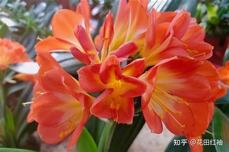 君子兰用什么肥料好