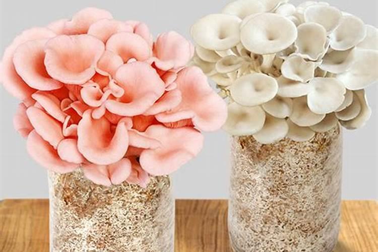 蘑菇渣为什么不能做肥料,蘑菇渣有什么用