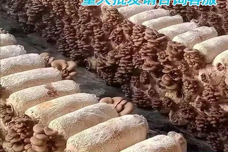 菌棒怎么养出蘑菇来,菌棒做有机肥效果怎么样