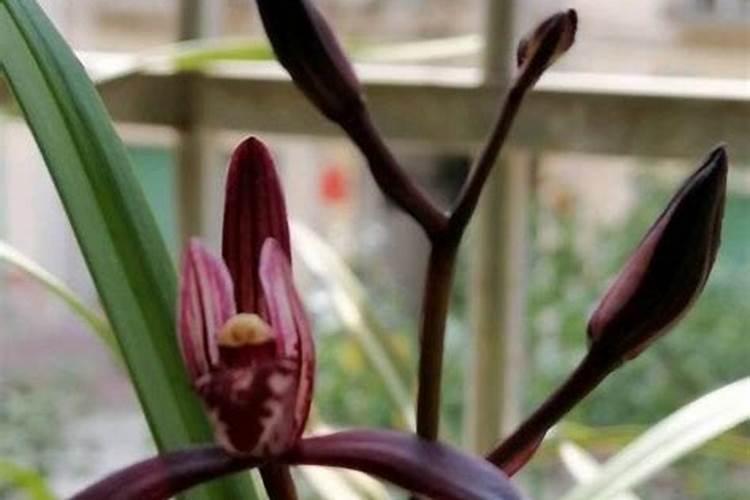 君子兰营养土中麻籽是什么