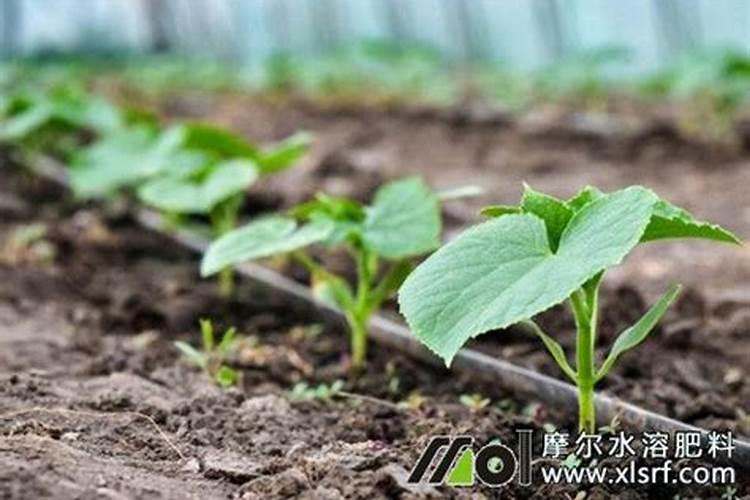 包菜快速包心的方法