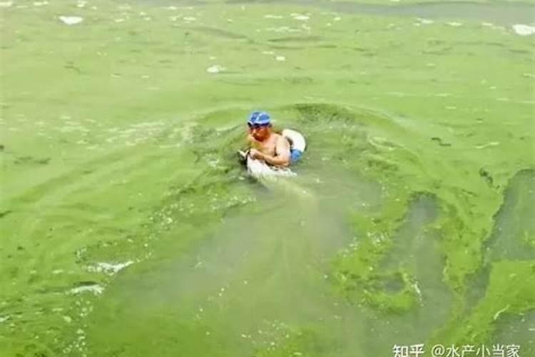 面粉加多少盐杀蓝藻