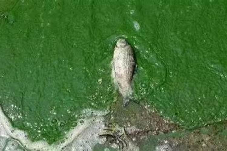 面粉加多少盐杀蓝藻