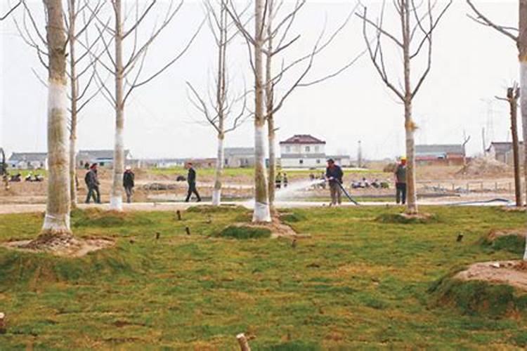 果树叶面喷施硼肥的最佳时间