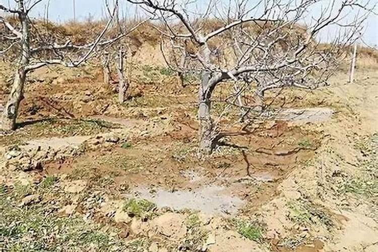 苹果专用叶面肥哪种好？叶面肥什么时候用好？叶面肥用根小子!