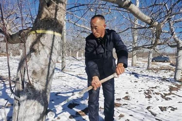 葡萄糖打苹果树当叶面肥行吗？‘