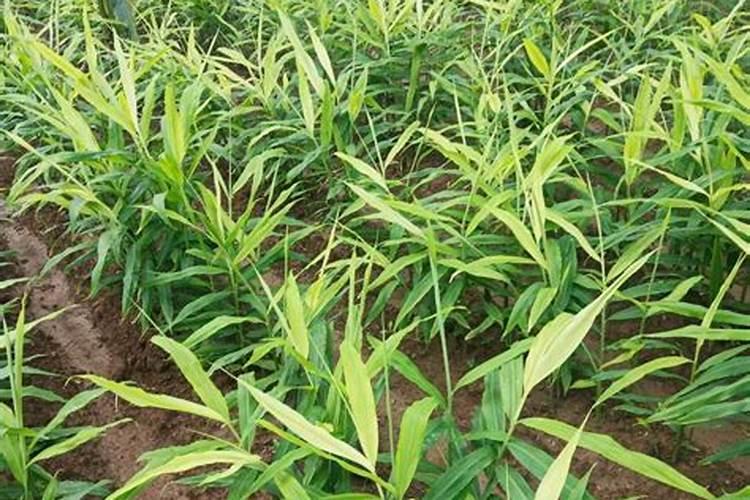 生姜什么时候施肥培土 生姜施肥培土时间