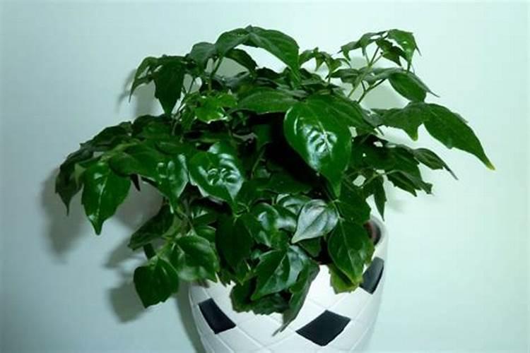 幸福树需要什么肥料