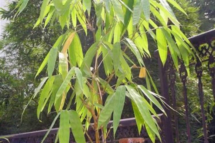 竹子喜欢什么肥料