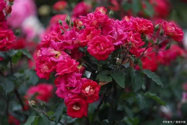 蛋白质粉为什么叫固体饮料