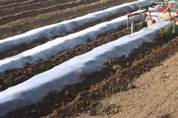 豌豆苗怎么种才粗壮