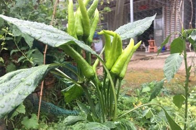 朝天椒卷叶打什么药