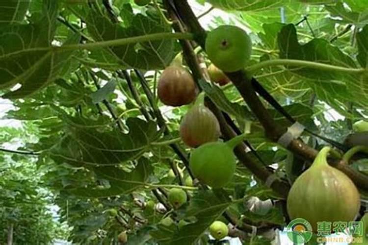 春羽叶子下垂怎么办