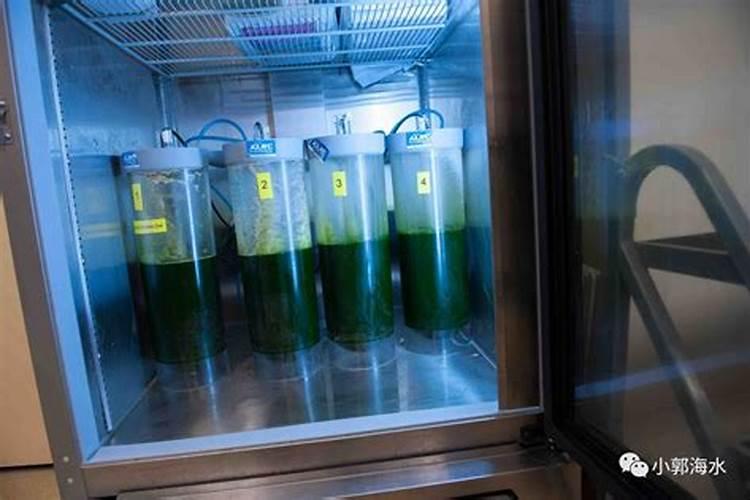 大青枣膨果期管理要点 大青枣应怎么施肥