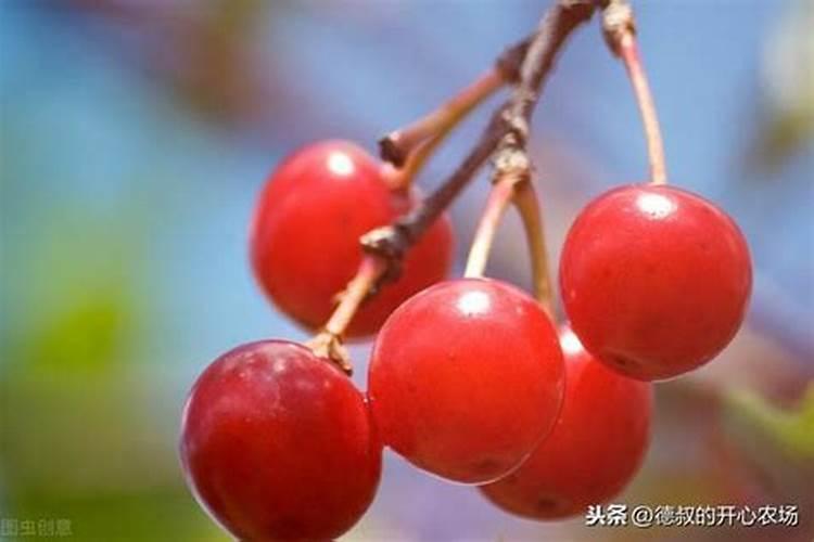 桔子开花打什么药保果