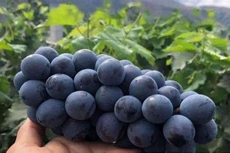 夏黑葡萄什么时候剪枝最合理,