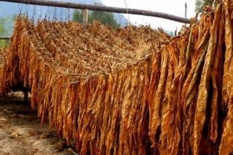 尿素可以喷旱烟吗