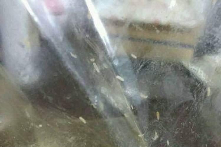 樱桃树底肥用什么肥料比较好？