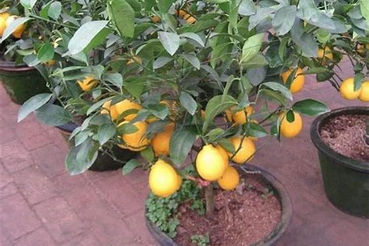 在盆栽柠檬怎样施复合肥？