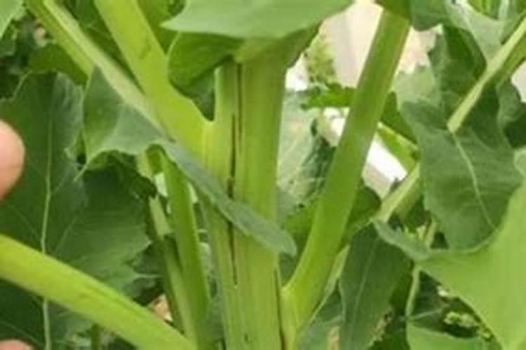 油菜叶面肥什么时间施最好花卉百科