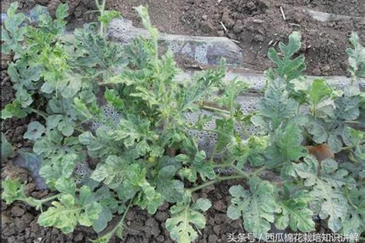 氨基酸叶面肥,能打西瓜吗