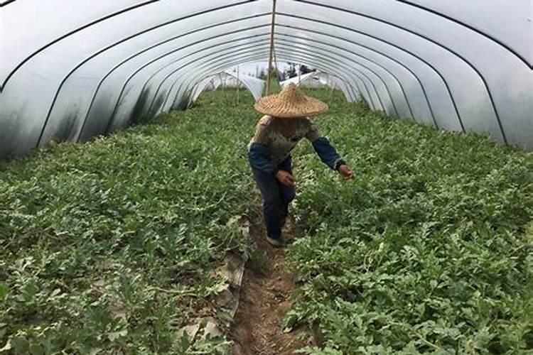 西瓜什么时候打叶面肥