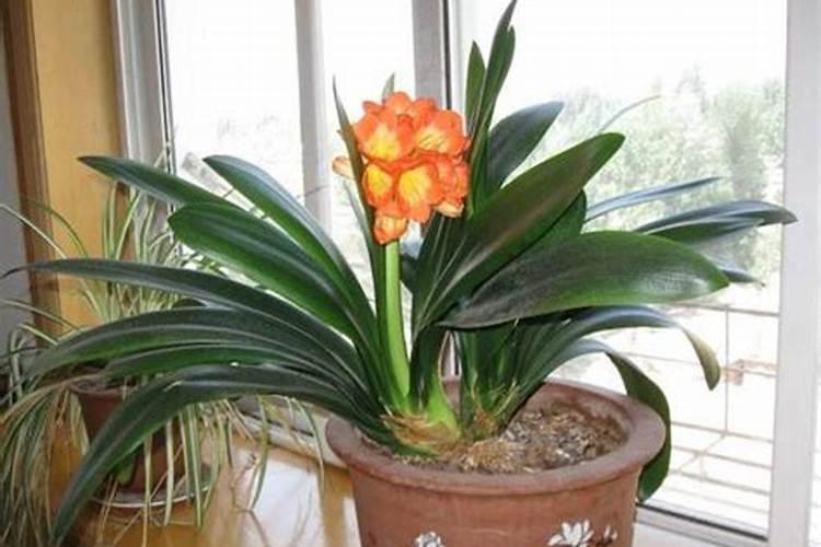 君子兰冬天可以施肥吗