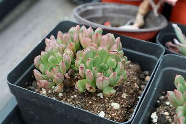多肉刚移栽花盆需要注意哪些