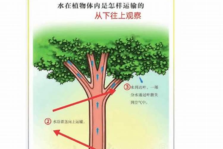 根茎类用硅叶面肥有什么好处