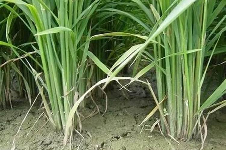 盆栽芍药的种植要点及注意事项