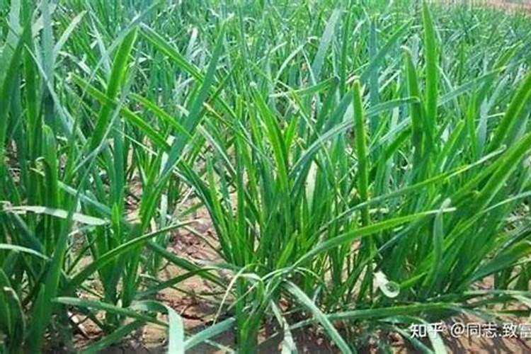 韭菜能用尿素追肥吗
