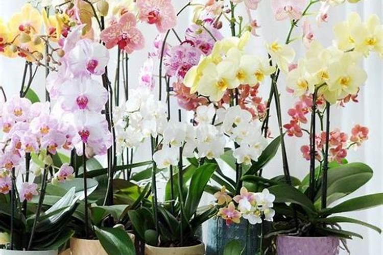 蝴蝶兰用肥该用哪种？哪位清楚？