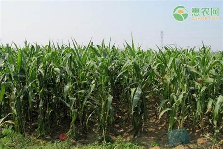 桃子什么时候是膨大期