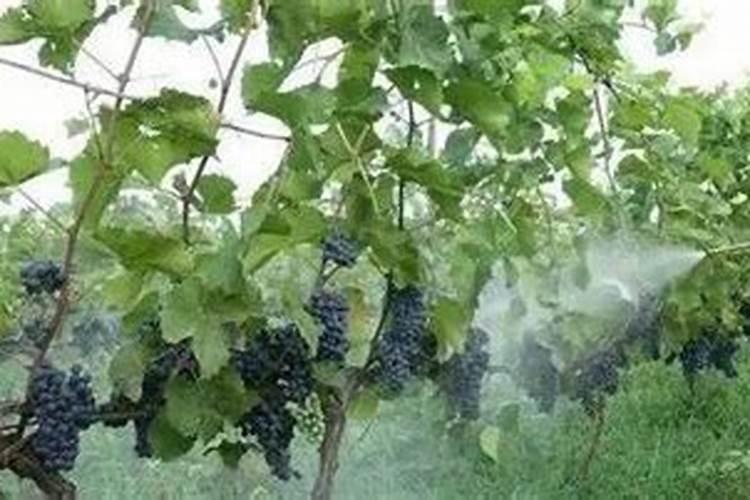 米糠可以做肥料吗