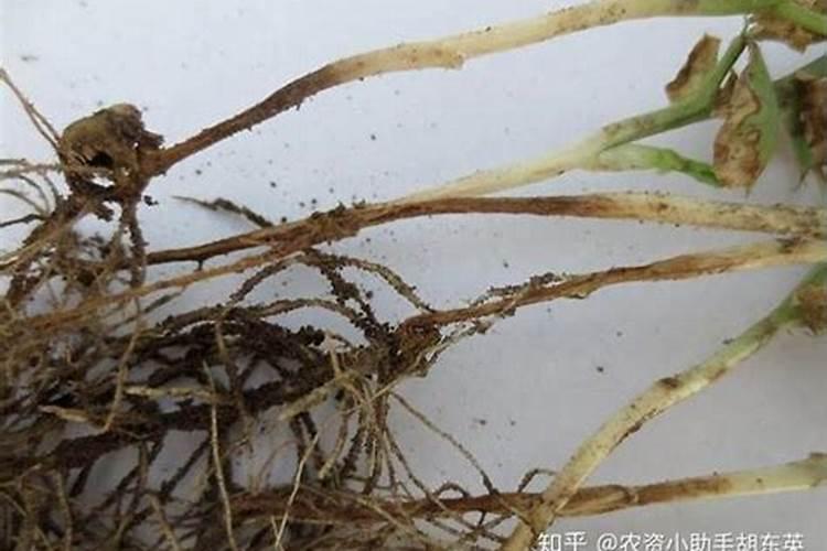 大棚芸豆什么时候控旺