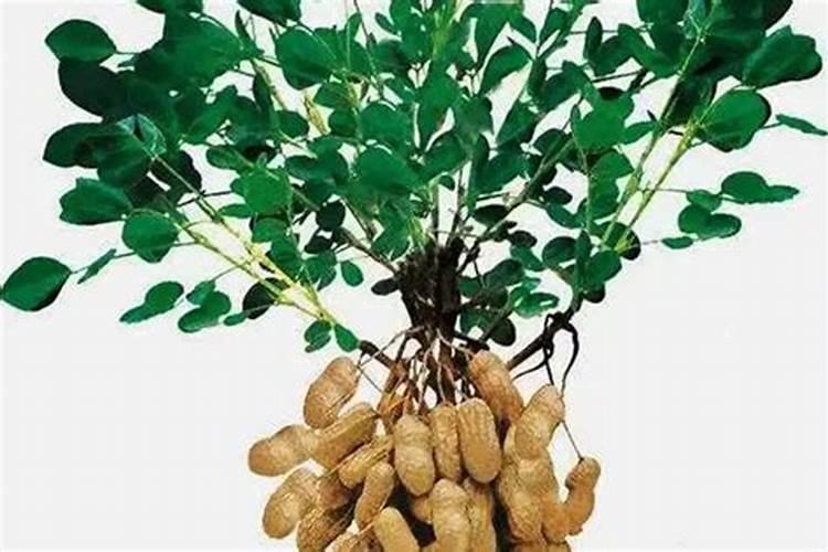 花生什么时候能打生根剂吗