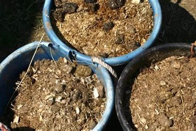 广东种植花生用什么肥料