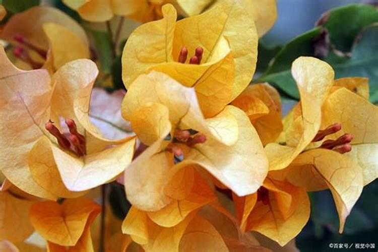 如何让三角梅快速生根