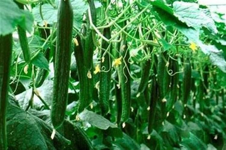 黄瓜氮过剩防治方法