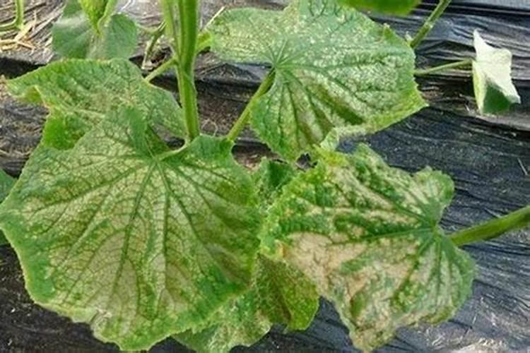 樱桃树打钙肥多了会怎么样,七天之内打了两次钙樱桃会怎么样？