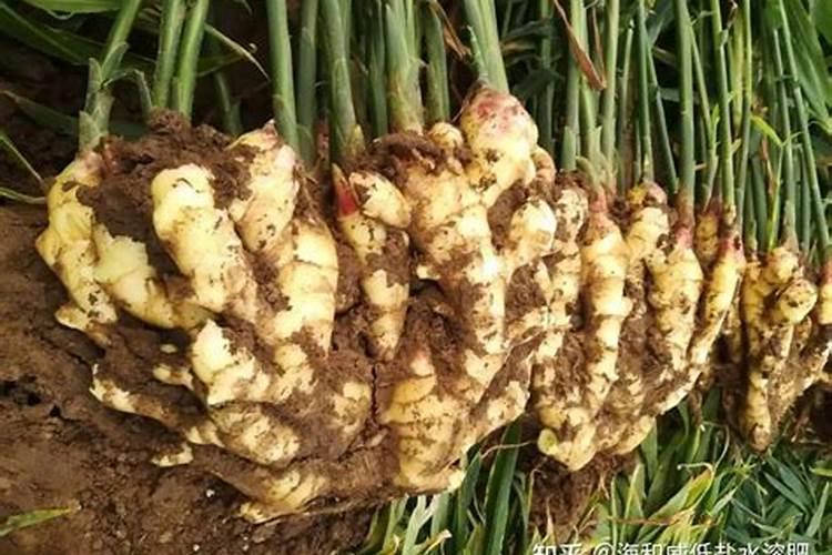 105010大量元素水溶肥适合什么作物