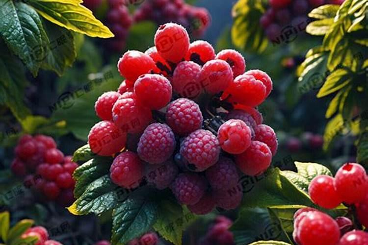 葡萄追肥用什么水溶肥好？膨果增甜的合适用量