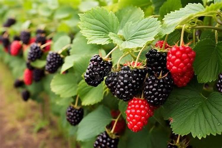 种植葡萄在果实着色期,对水肥的要求都哪些？