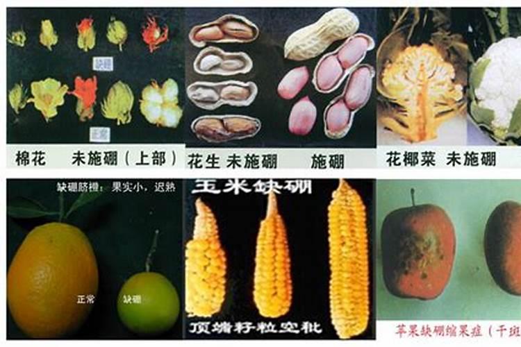 硼肥对改善花椰菜品质的重要作用及施用方法有哪些？
