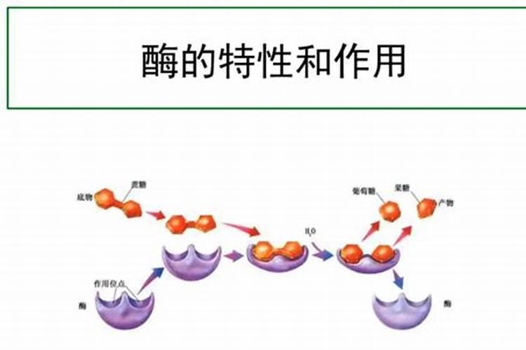 生物酶肥五大功效有哪些？